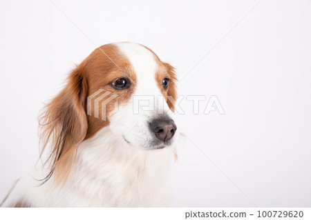 Kooikerhondje 用吹風機擦乾她的身體 Kooikerhondje 用吹風機擦乾她的身體 100729620