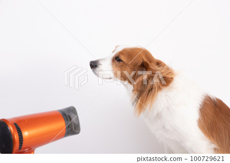 Kooikerhondje 用吹風機擦乾她的身體 100729621