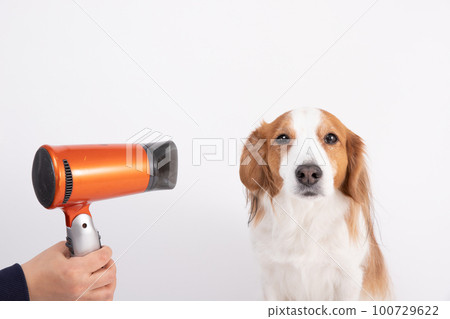 Kooikerhondje 用吹風機擦乾她的身體 Kooikerhondje 用吹風機擦乾她的身體 100729622