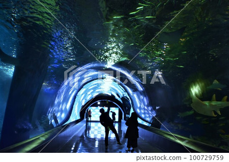 水族館 海豚表演 水母 100729759