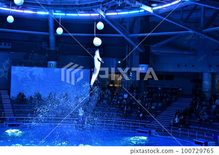 海豚表演 海豚表演 100729765