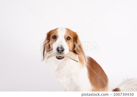 Kooikerhondje holding a stack of banknotes in her mouth 100730430