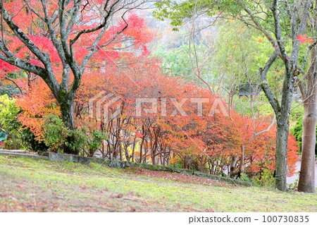 彩色的 Enkianthus perulatus 葉子 彩色的 Enkianthus perulatus 葉子 100730835