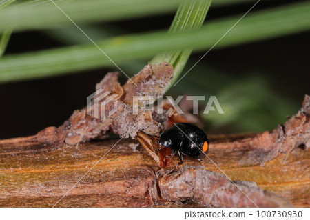 Creatures, insects, beetles, in black pine in March. The size is less than 3 mm, and the face is black, so it is a female. 100730930