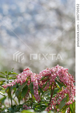 Safflower Asebi 100730932