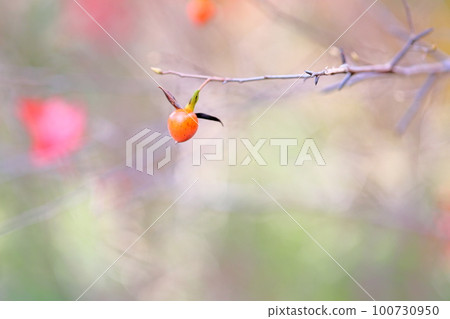 Fruit of tsukubaneki Fruit of tsukubaneki 100730950