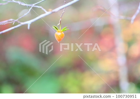 Fruit of tsukubaneki 100730951