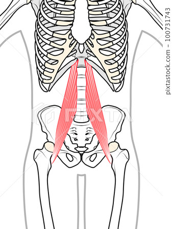 Psoas Major Muscle Cadaver