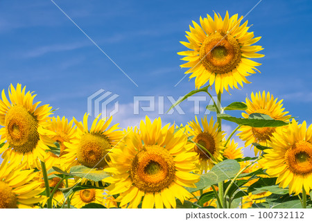 向日葵，夏天圖像 100732112