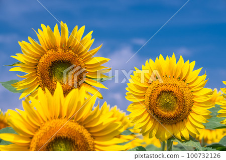 Sunflower, summer image 100732126