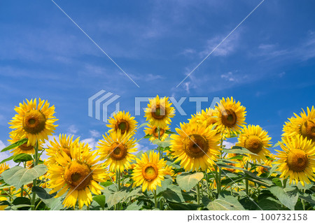 向日葵，夏天圖像 100732158