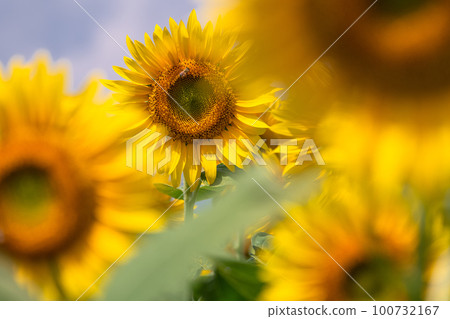向日葵，夏天圖像 100732167