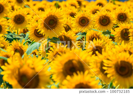Sunflower, summer image 100732185