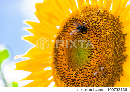 Sunflower, summer image 100732186