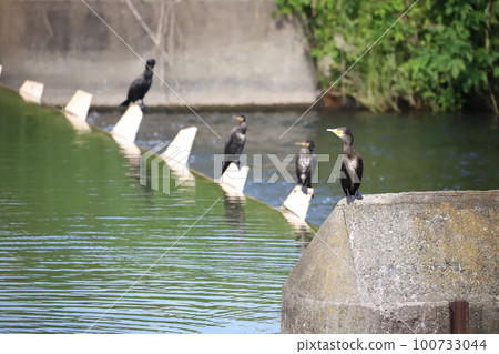 Cormorant perched on a weir Cormorant perched on a weir 100733044