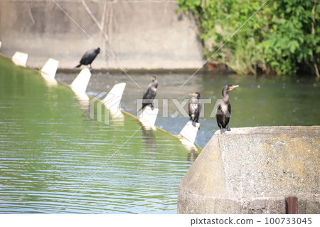 Cormorant perched on a weir 100733045