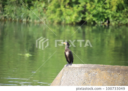 Great cormorant resting on a weir Great cormorant resting on a weir 100733049