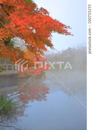 由布院湖金鱗湖晨霧中的秋葉風光 100733255
