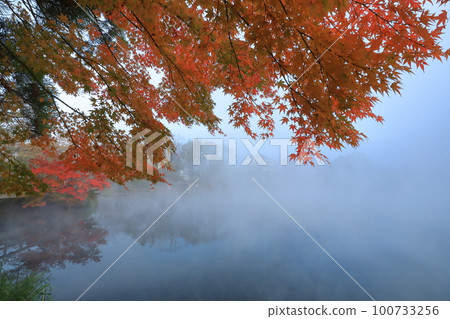 由布院金林湖湖面上的晨霧與美麗的秋葉 100733256