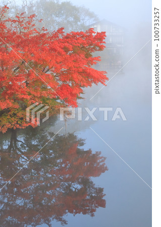 被晨霧包裹著的由布院金鱗湖湖面上倒映的美麗秋葉 100733257