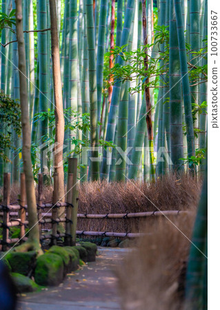 [Fresh green material] Bamboo garden at Hokokuji Temple, Kamakura City [Kanagawa Prefecture] 100733667