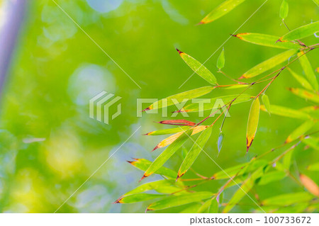 [Fresh green material] Bamboo garden at Hokokuji Temple, Kamakura City [Kanagawa Prefecture] 100733672