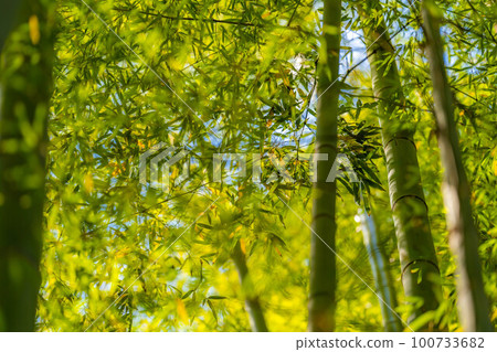 [Fresh green material] Bamboo garden at Hokokuji Temple, Kamakura City [Kanagawa Prefecture] 100733682