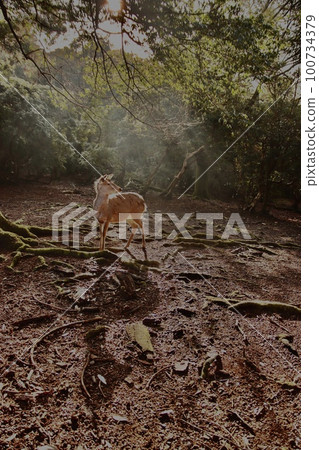 Nara deer 100734379