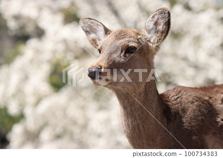 Nara deer 100734383