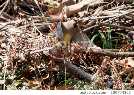 吃 Yaburan 果實的鰭菠蘿蜜 100734502