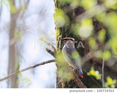 棲息在樹上的日本太平鳥 100734503