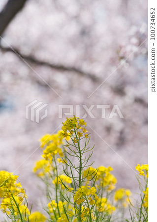 宿川的櫻花和油菜花 宿川的櫻花和油菜花 100734652