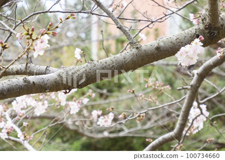 Cherry blossoms of Jogashima Cherry blossoms of Jogashima 100734660