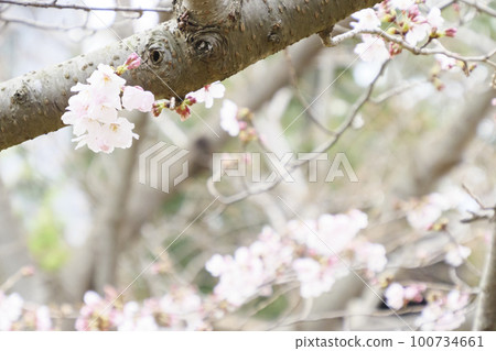 Cherry blossoms of Jogashima Cherry blossoms of Jogashima 100734661