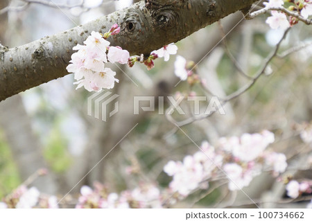 城島的櫻花 100734662