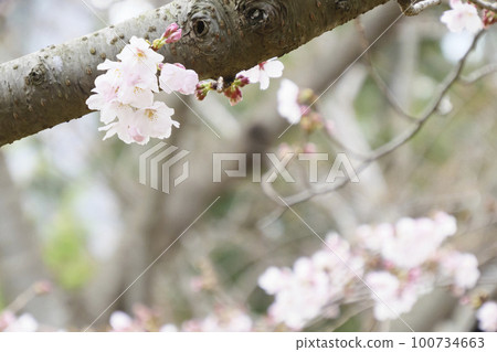 城島的櫻花 城島的櫻花 100734663