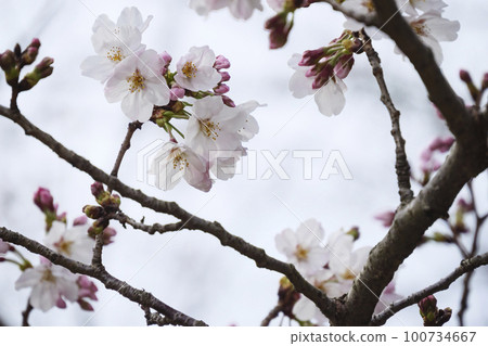 Cherry blossoms of Jogashima Cherry blossoms of Jogashima 100734667