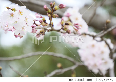 城島的櫻花 城島的櫻花 100734669