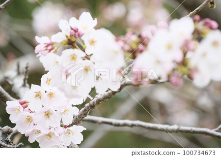 Cherry blossoms of Jogashima Cherry blossoms of Jogashima 100734673