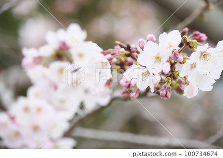 Cherry blossoms of Jogashima Cherry blossoms of Jogashima 100734674