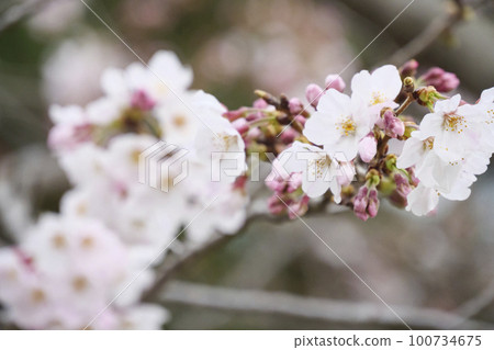城島的櫻花 城島的櫻花 100734675