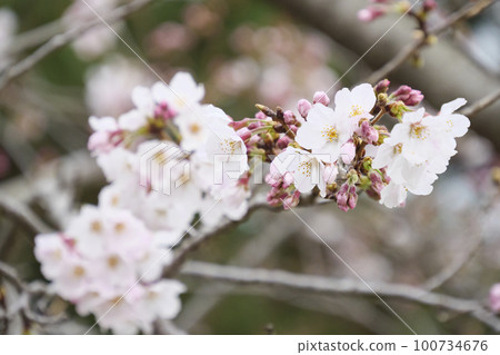城島的櫻花 城島的櫻花 100734676