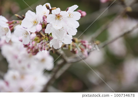 城島的櫻花 城島的櫻花 100734678