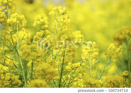 Jogashima的強姦花 Jogashima的強姦花 100734710