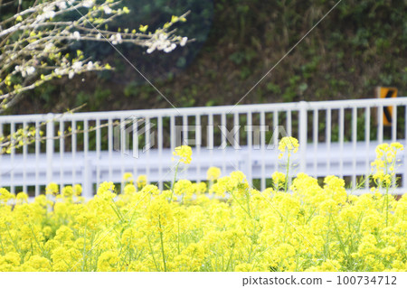 Jogashima的強姦花 Jogashima的強姦花 100734712