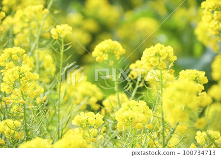 Jogashima的強姦花 Jogashima的強姦花 100734713