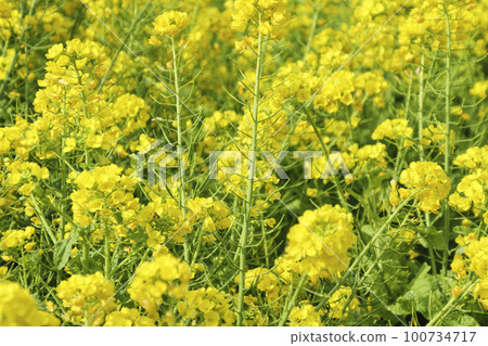 Rape blossoms of Jogashima Rape blossoms of Jogashima 100734717