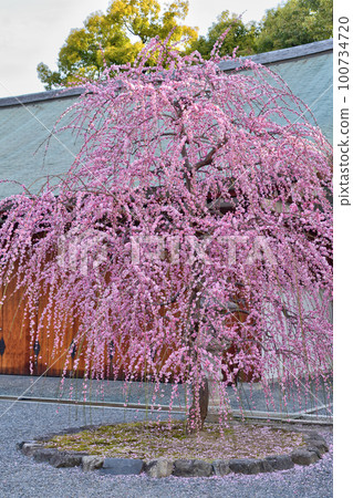 神轎社前的垂枝紅梅 神轎社前的垂枝紅梅 100734720