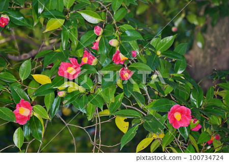 城南宮的山茶花飄落 城南宮的山茶花飄落 100734724
