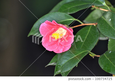 山茶花在城堡裡 山茶花在城堡裡 100734725